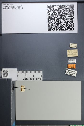 Media type: image;   Entomology 532125